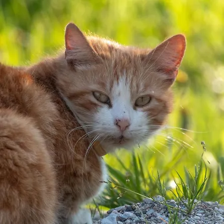 Lammerauhof Vakantieboerderij Abtenau